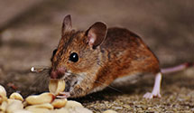 24 Hour & Emergency Exterminators in Dauphin, PA